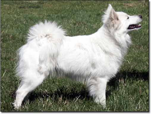 Deutscher Großspitz Alize, genannt Alissa