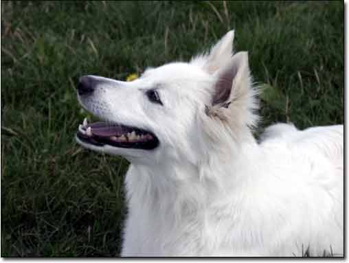 Deutscher Großspitz Alize, genannt Alissa