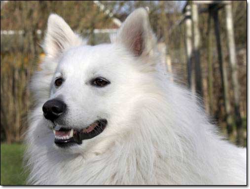 Deutscher Großspitz Bent
