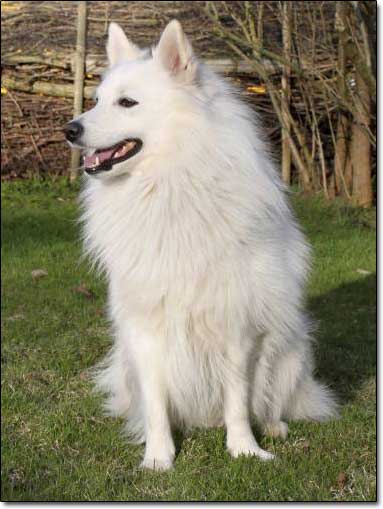 Deutscher Großspitz Bent
