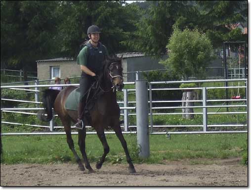 Wallach ACHILL Training - Foto: Vollblutaraber-Gestüt Hoher Fläming